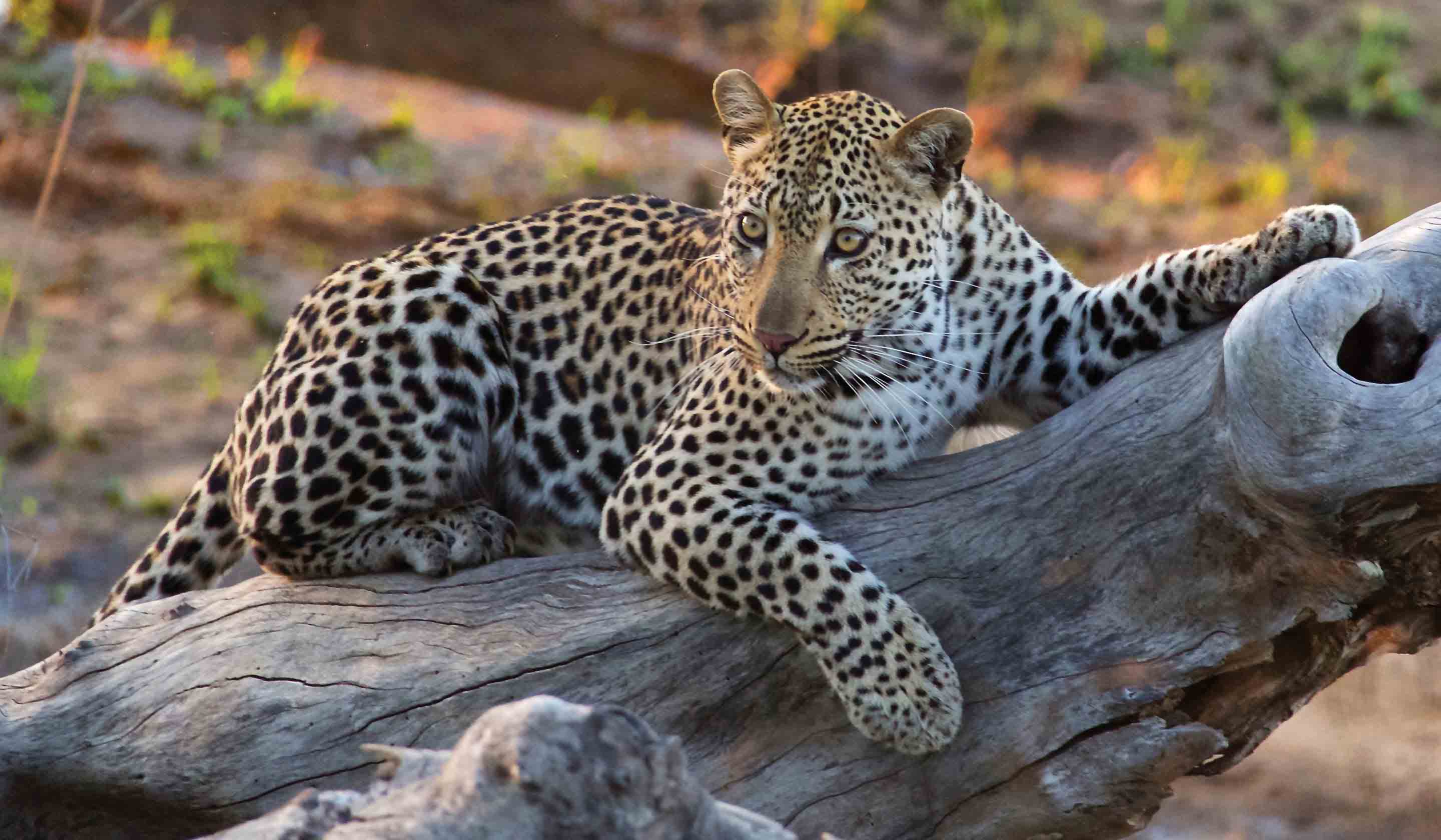 Southern Africa Tours & Safari Tours Tauck